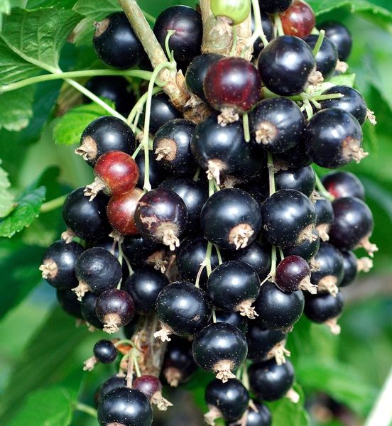 Ribes nigrum 'Titania'